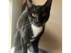 Adopt Milo a Domestic Short Hair, American Shorthair