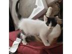 Adopt Cow a Domestic Medium Hair
