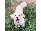 Adopt Heff a Shih Tzu, Poodle
