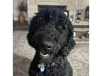 Adopt Knox a Standard Poodle