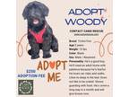 Adopt Woody - Munchie a Poodle
