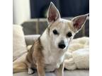 Adopt Pepe a Cardigan Welsh Corgi