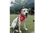 Adopt Mallow a Pointer