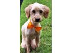 Adopt Frederick a Poodle