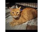 Adopt 0824-41 Conrad a Domestic Short Hair