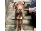 Adopt Stevie a Pit Bull Terrier