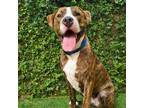 Adopt Baylor a Catahoula Leopard Dog