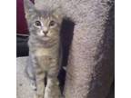 Adopt Sprite a Domestic Short Hair