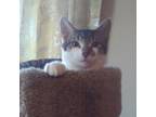 Adopt Louie a Domestic Short Hair