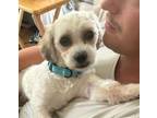 Adopt Kirby a Shih Tzu, Bichon Frise