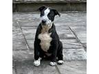 Adopt Pluto a Mixed Breed