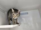 Adopt Shortbread a Domestic Short Hair