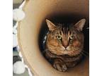 Adopt Elvis a Domestic Short Hair