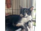 Adopt Blinky a Domestic Short Hair