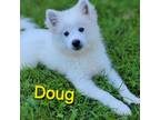 Adopt Doug a American Eskimo Dog