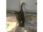 Adopt Michael a Domestic Short Hair