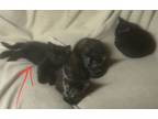 Adopt Pete a Domestic Short Hair