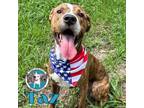 Adopt Taz handsome Good Boy a Pit Bull Terrier, Boxer