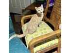 Adopt FIREBALL a Domestic Short Hair