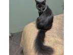 Adopt CASHMERE a Domestic Long Hair