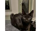 Adopt ACE a Domestic Short Hair