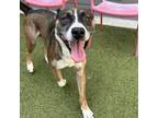 Adopt Clover a Husky