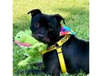 Adopt Marvel a Pit Bull Terrier