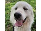 Adopt Frost Bite a Great Pyrenees