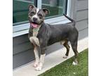 Adopt Gilderoy a Pit Bull Terrier