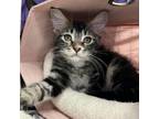 Adopt Snickers a Domestic Short Hair