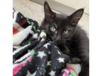 Adopt Rollo a Domestic Short Hair