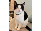 Adopt Autumn a Domestic Short Hair