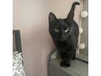 Adopt Inky a Domestic Short Hair