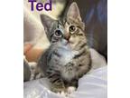 Adopt Ted a American Bobtail, Domestic Short Hair