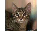 Adopt Mitchy McGee a Domestic Short Hair