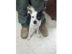 Adopt Chance - Adoptable a Terrier, Mixed Breed