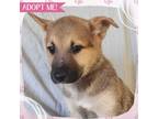 Adopt Hippo a Mixed Breed