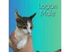 Adopt Logan a Domestic Short Hair