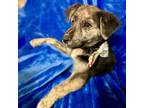 Adopt Jack a Shepherd