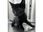 Adopt Harvey a Domestic Short Hair