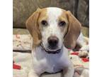 Adopt Buck a Beagle