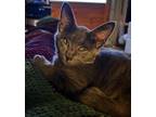 Adopt Sparky a American Shorthair
