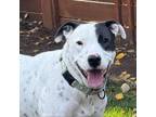 Adopt Benny a Pit Bull Terrier, Mixed Breed