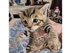 Adopt Pip a Domestic Short Hair, Bengal