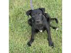 Adopt Samuel a Black Labrador Retriever, Pit Bull Terrier