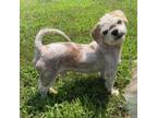 Adopt Thresher a Shih Tzu, Mixed Breed