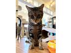 Adopt Uramaki a Domestic Short Hair