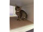 Adopt Roxas a Domestic Short Hair