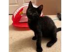 Adopt Taylor a Domestic Short Hair