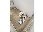 Adopt Crazy Horse a Labrador Retriever, Great Pyrenees